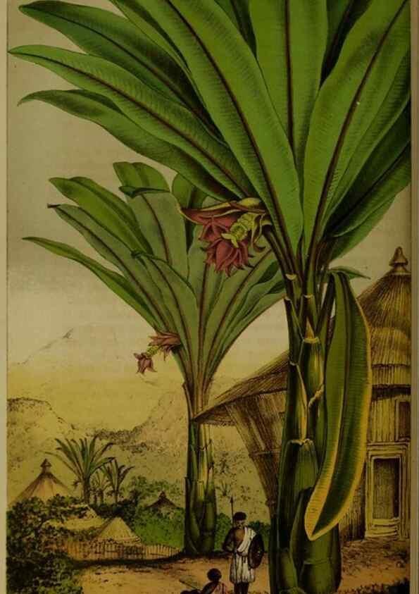 Reproducción/Reproduction 49204178147: Belgique horticole.. Liége.. 