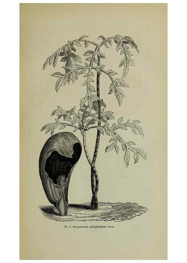 Reproducción/Reproduction 49204174087: Belgique horticole.. Liége.. 