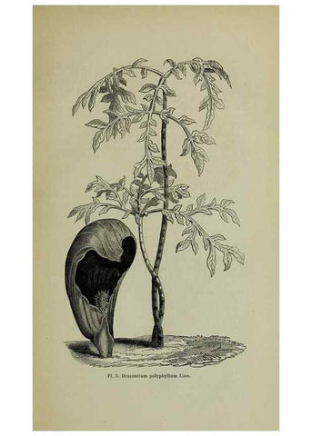 Reproducción/Reproduction 49204174087: Belgique horticole.. Liége.. 