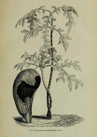 Reproducción/Reproduction 49204174087: Belgique horticole.. Liége.. 