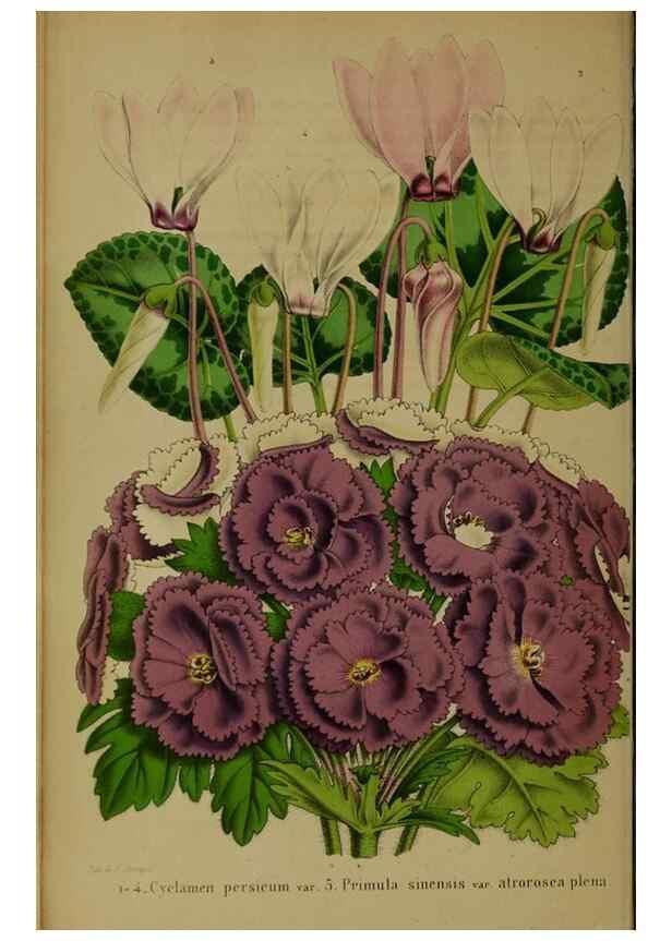 Reproducción/Reproduction 49203961586: Belgique horticole.. Liége.. 