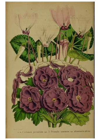 Reproducción/Reproduction 49203961586: Belgique horticole.. Liége.. 