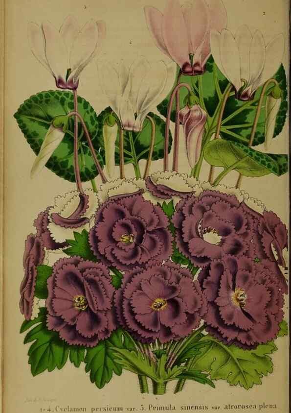 Reproducción/Reproduction 49203961586: Belgique horticole.. Liége.. 