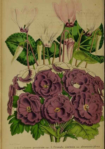 Reproducción/Reproduction 49203961586: Belgique horticole.. Liége.. 