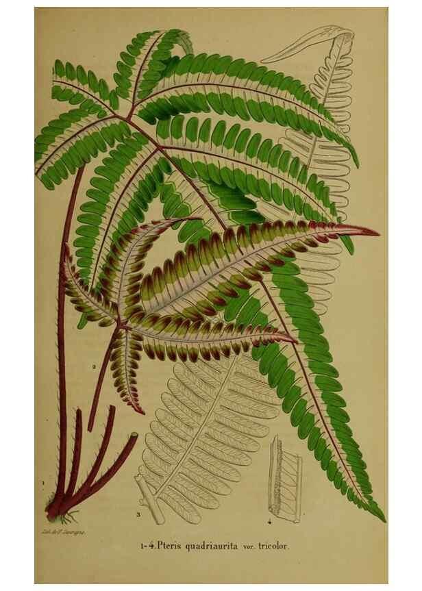 Reproducción/Reproduction 49203962091: Belgique horticole.. Liége.. 