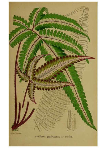 Reproducción/Reproduction 49203962091: Belgique horticole.. Liége.. 