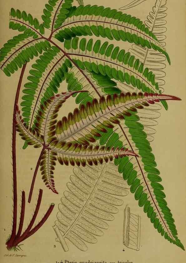 Reproducción/Reproduction 49203962091: Belgique horticole.. Liége.. 