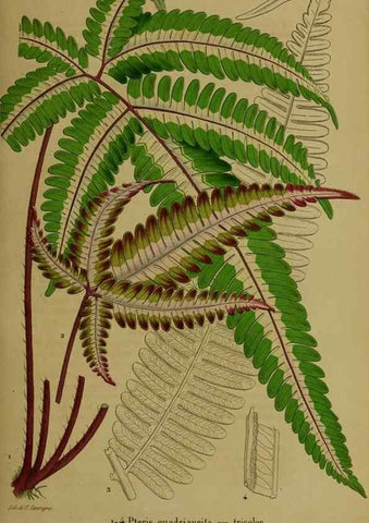 Reproducción/Reproduction 49203962091: Belgique horticole.. Liége.. 