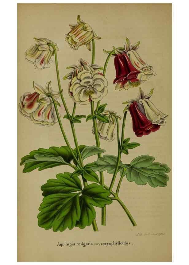 Reproducción/Reproduction 49203475288: Belgique horticole.. Liége.. 