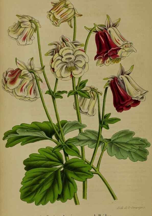 Reproducción/Reproduction 49203475288: Belgique horticole.. Liége.. 
