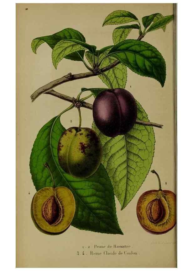 Reproducción/Reproduction 49204175622: Belgique horticole.. Liége.. 