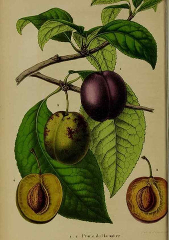 Reproducción/Reproduction 49204175622: Belgique horticole.. Liége.. 