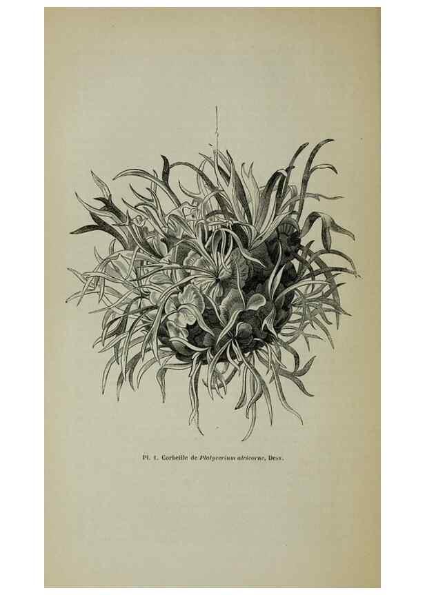 Reproducción/Reproduction 49203473713: Belgique horticole.. Liége.. 