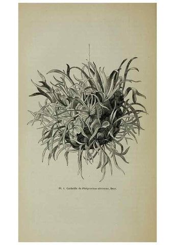 Reproducción/Reproduction 49203473713: Belgique horticole.. Liége.. 