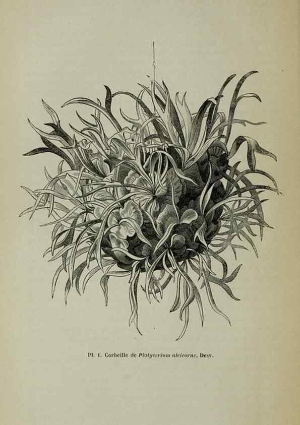 Reproducción/Reproduction 49203473713: Belgique horticole.. Liége.. 