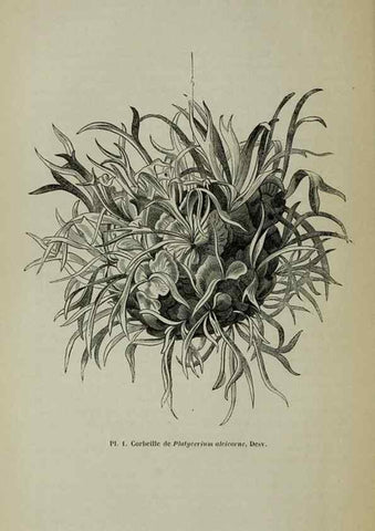 Reproducción/Reproduction 49203473713: Belgique horticole.. Liége.. 