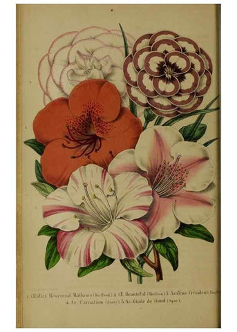 Reproducción/Reproduction 49203476118: Belgique horticole.. Liége.. 