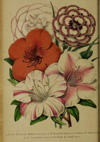 Reproducción/Reproduction 49203476118: Belgique horticole.. Liége.. 