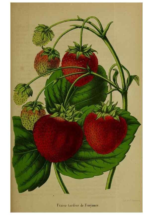 Reproducción/Reproduction 49203476538: Belgique horticole.. Liége.. 