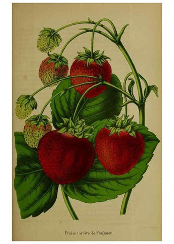 Reproducción/Reproduction 49203476538: Belgique horticole.. Liége.. 