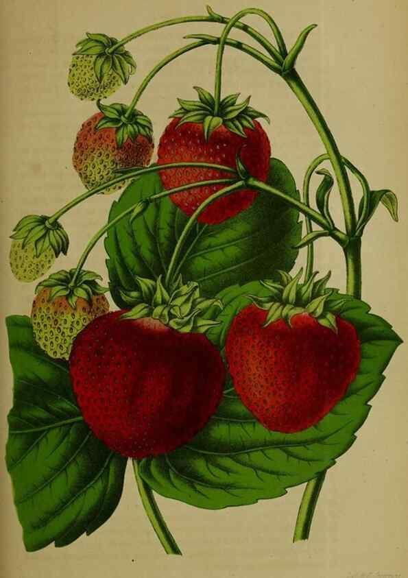 Reproducción/Reproduction 49203476538: Belgique horticole.. Liége.. 