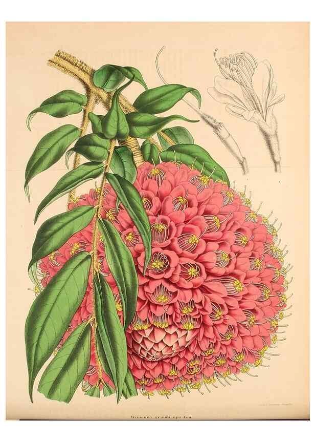 Reproducción/Reproduction 49203476788: Belgique horticole.. Liége.. 
