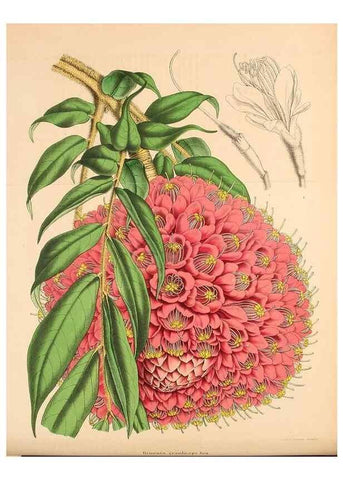 Reproducción/Reproduction 49203476788: Belgique horticole.. Liége.. 
