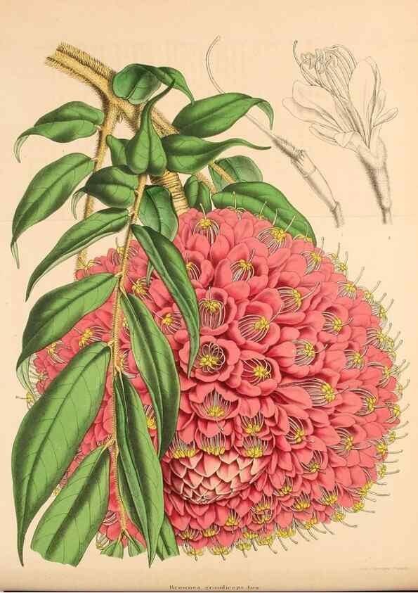 Reproducción/Reproduction 49203476788: Belgique horticole.. Liége.. 