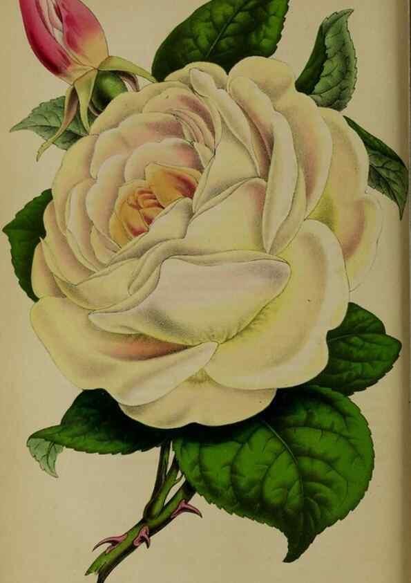 Reproducción/Reproduction 49203477088: Belgique horticole.. Liége.. 