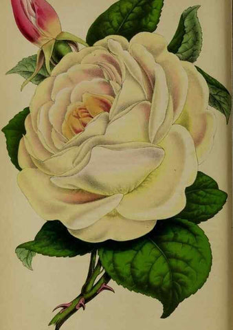 Reproducción/Reproduction 49203477088: Belgique horticole.. Liége.. 