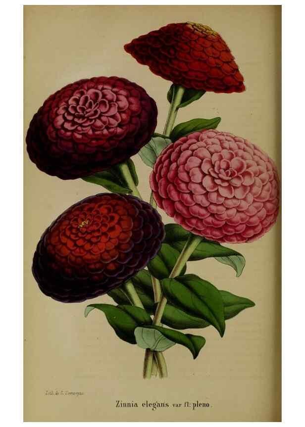 Reproducción/Reproduction 49204177122: Belgique horticole.. Liége.. 