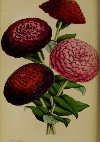 Reproducción/Reproduction 49204177122: Belgique horticole.. Liége.. 