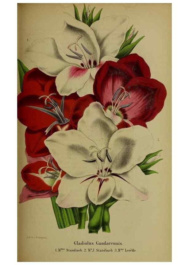 Reproducción/Reproduction 49204177407: Belgique horticole.. Liége.. 