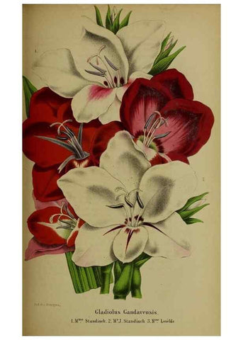 Reproducción/Reproduction 49204177407: Belgique horticole.. Liége.. 
