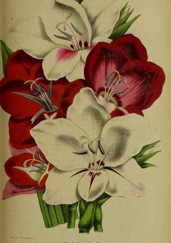 Reproducción/Reproduction 49204177407: Belgique horticole.. Liége.. 