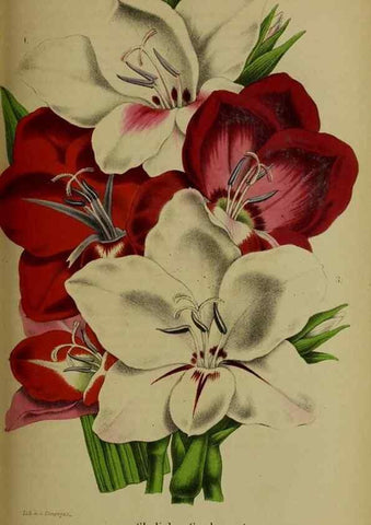 Reproducción/Reproduction 49204177407: Belgique horticole.. Liége.. 