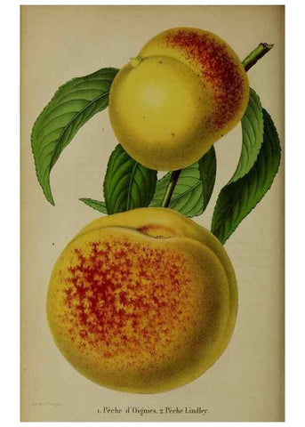 Reproducción/Reproduction 49203965151: Belgique horticole.. Liége.. 
