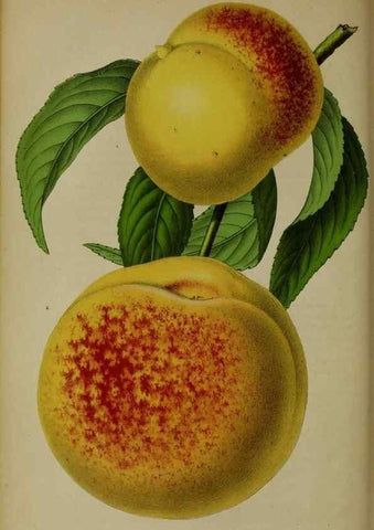 Reproducción/Reproduction 49203965151: Belgique horticole.. Liége.. 
