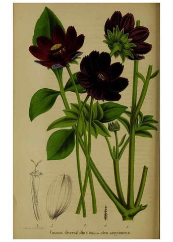 Reproducción/Reproduction 49203965376: Belgique horticole.. Liége.. 