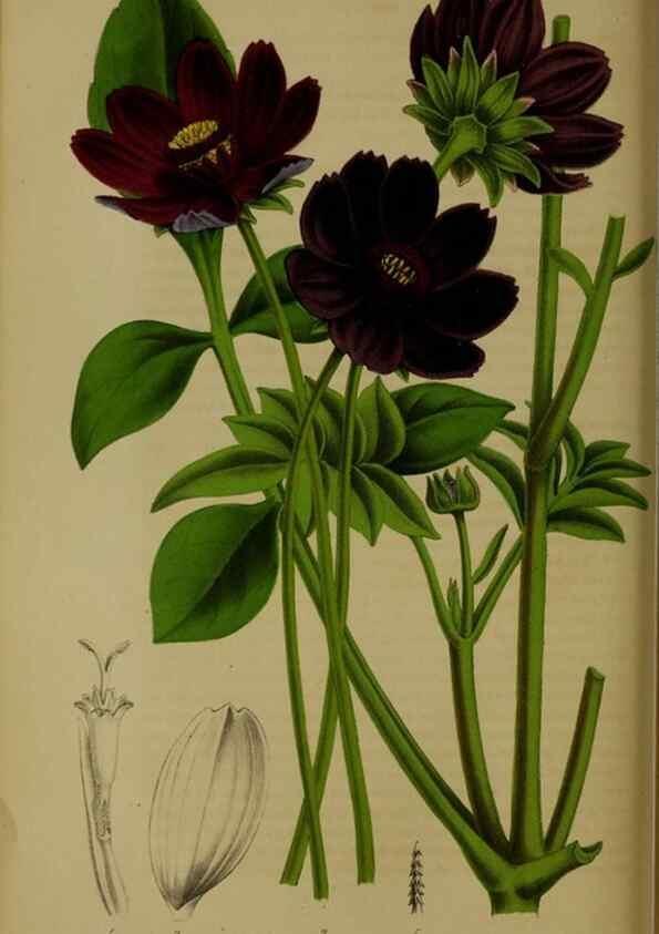 Reproducción/Reproduction 49203965376: Belgique horticole.. Liége.. 