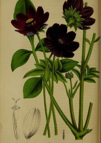 Reproducción/Reproduction 49203965376: Belgique horticole.. Liége.. 