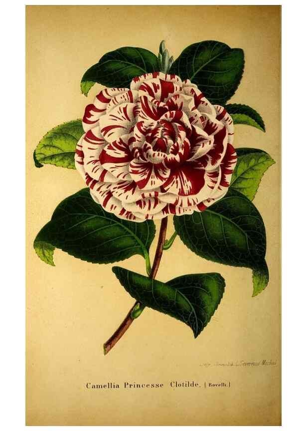 Reproducción/Reproduction 49203046353: Belgique horticole.. Liége.. 