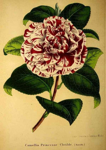 Reproducción/Reproduction 49203046353: Belgique horticole.. Liége.. 