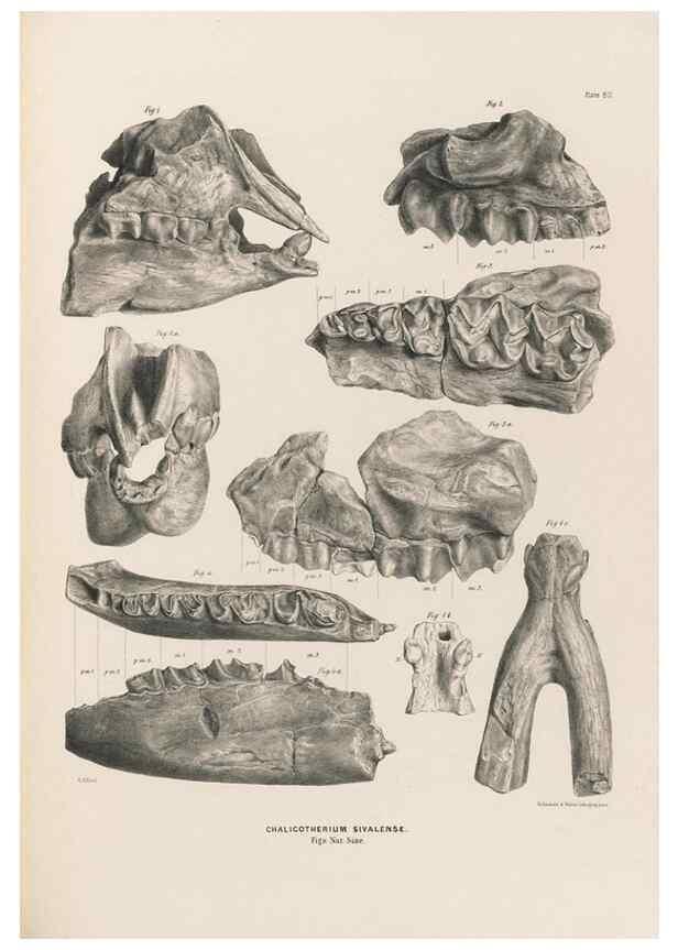 Reproducción/Reproduction 49227784811: Fauna antiqua sivalensis, being the fossil zoology of the Sewalik Hills, in the north of India. London :Smith, Elder and Co.,1846.. 