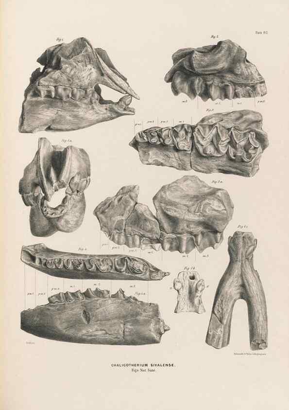 Reproducción/Reproduction 49227784811: Fauna antiqua sivalensis, being the fossil zoology of the Sewalik Hills, in the north of India. London :Smith, Elder and Co.,1846.. 