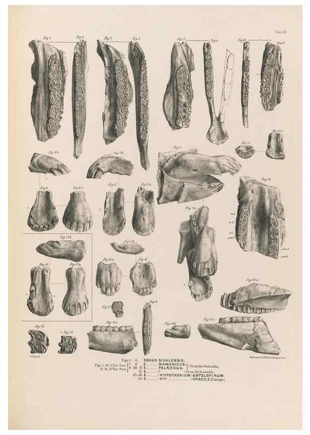 Reproducción/Reproduction 49228012927: Fauna antiqua sivalensis, being the fossil zoology of the Sewalik Hills, in the north of India. London :Smith, Elder and Co.,1846.. 