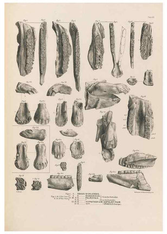 Reproducción/Reproduction 49228012927: Fauna antiqua sivalensis, being the fossil zoology of the Sewalik Hills, in the north of India. London :Smith, Elder and Co.,1846.. 