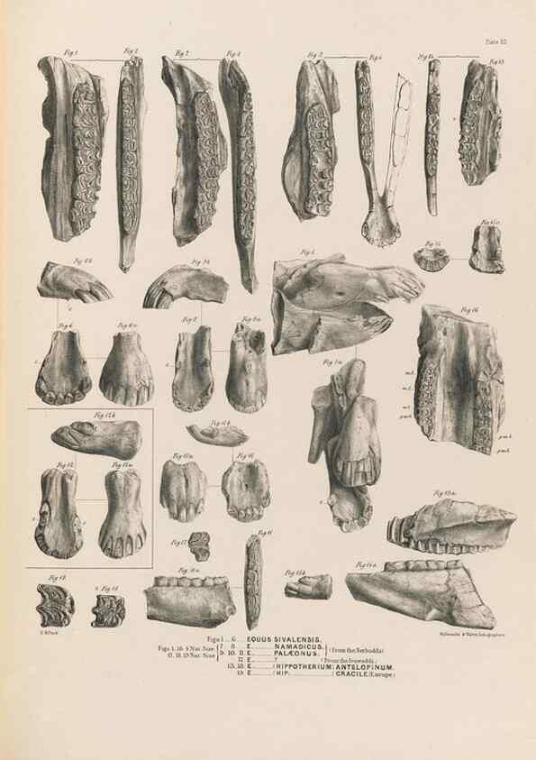 Reproducción/Reproduction 49228012927: Fauna antiqua sivalensis, being the fossil zoology of the Sewalik Hills, in the north of India. London :Smith, Elder and Co.,1846.. 