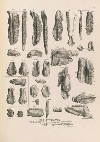 Reproducción/Reproduction 49228012927: Fauna antiqua sivalensis, being the fossil zoology of the Sewalik Hills, in the north of India. London :Smith, Elder and Co.,1846.. 