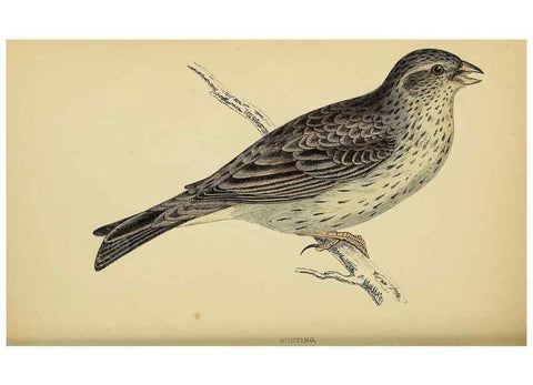 Reproducción/Reproduction 49243964148: A history of British birds.. London,Groombridge and Sons,[1862?-1867?]. 